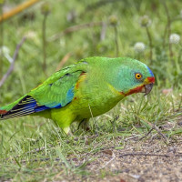 Swift Parrot